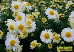 [��ֲ�¸�����]СС���׾� �����¸���