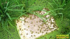 [�Ƽ�Է]������һĶ����׬����Ԫ������