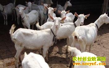 ���ϰ�ɽ��