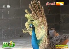 [ũ���¸���Ŀ]��ֳ��Ŀ��ȸ���ࡰ���ˡ�