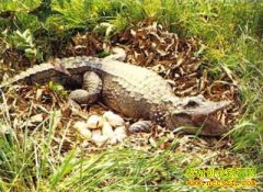 [�Ƽ�Է������]���Ͷ�������ռ�