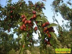 [ÿ��ũ��]��ֲ�����С���±�����������