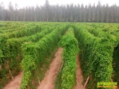 [ÿ��ũ��]�⻬��С����ɽҩ��׬Ǯ