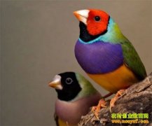 [ũ�����]�߲�������ֳ������Ƶ