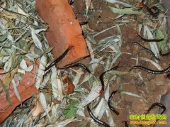 [��ֳ�¸������]�������׬������Ǯ