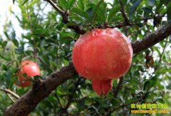 [ÿ��ũ��]��ֲ���ⶼ�����ʯ���׬Ǯ