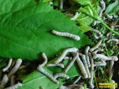 [ũ�����]ɣ����ֳ������Ƶ