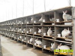 [�����е�]���������ֵܵ�̡����Ե