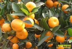 [ÿ��ũ��]����ζ��������۽۲�����