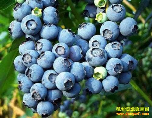 ������ݮ