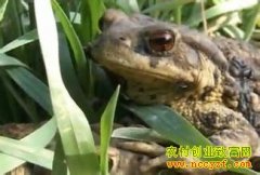 ��ֳ�¸���Ŀ����ֳ��� ��׬100��