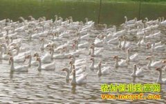 ���պϷ�����������ɣ�����������������¸�