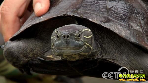 �ھ�����ֳ