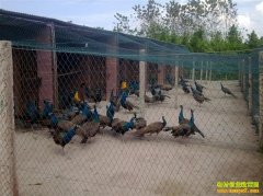 ������ֳ���飺ë������ٷְ� ������·�򲻿�