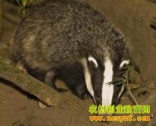 [�����е������]������̤ƽ����⵲���