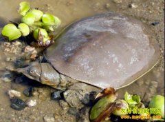 [�Ƽ�Է������]ֻ������Ĺ����