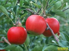 [ÿ��ũ��]Խ��Խ�óԵ�������ƻ��