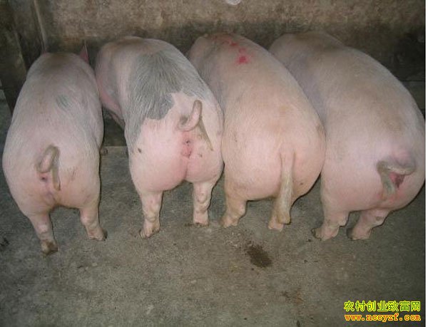 ɽ��������ֳ