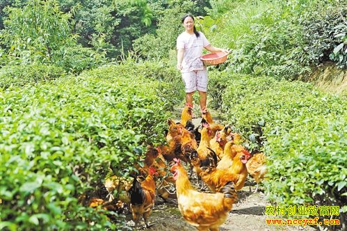 ��԰����