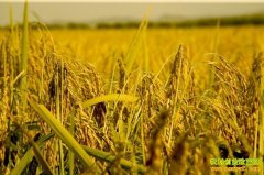 [�Ƽ�Է]�������������չ����ֳ��õ���