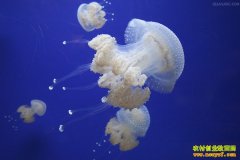 [�Ƽ�Է]��ˮĸ��������������