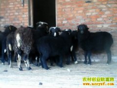 [�����е�]�ŷ���׬Ǯ�Ϳ���ֳ�ڹ����ϼ���