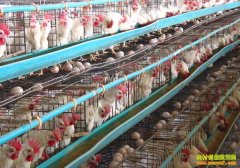 ������ֳ�ɱ�������Ԥ��