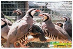 [�Ƽ�Է]����������ʯ�����µ�