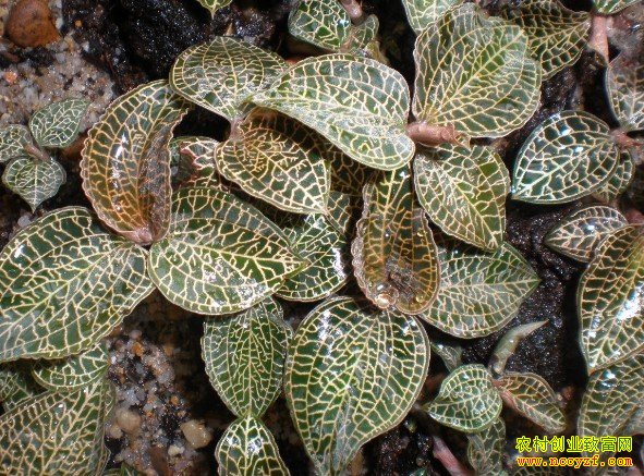 ������ͼƬ