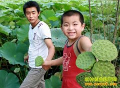 ��ֲ�¸����������ʮ����ź ����300��