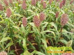 [ũ�����]���Ƕ�����������༼����Ƶ