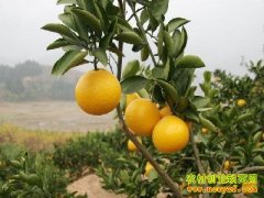 [ÿ��ũ��]�ƽ����� ��������ϲ