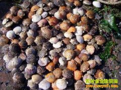 [ũ�����]�пƺ캣���ȱ���ֳ������Ƶ