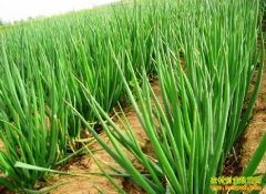 [ũ�����]��Ҷ������ֲ������Ƶ