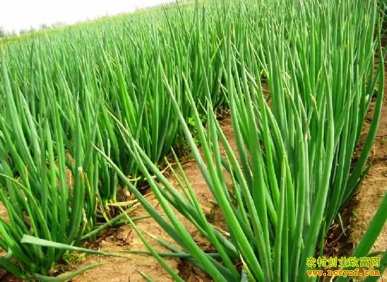 ��Ҷ����