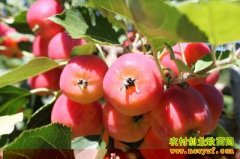 [ũ�����]ɳ����ֲ�����������Ƶ