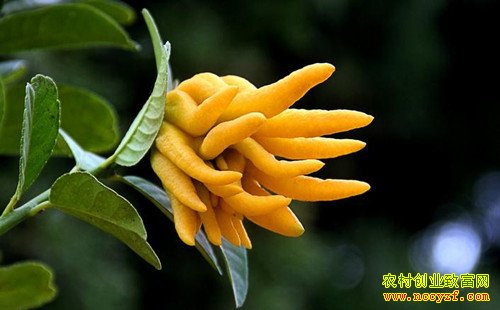 ������ֲ