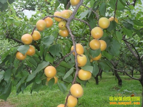 ������ʢ����