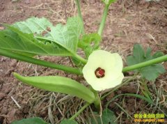 [�Ƽ�Է]���ɻ������������п����������