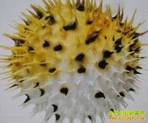 [ÿ��ũ��]���ɴ���Ĵ��෴���˰�