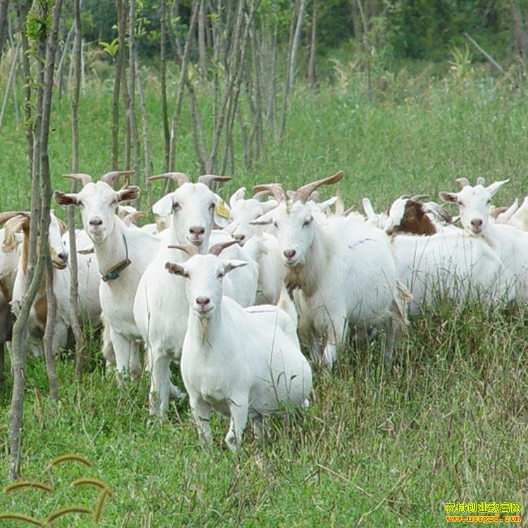 �˲���ɽ��