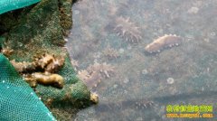 [ũ�����]�������������缼����Ƶ