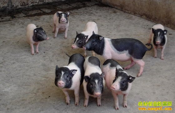 ������ͼƬ