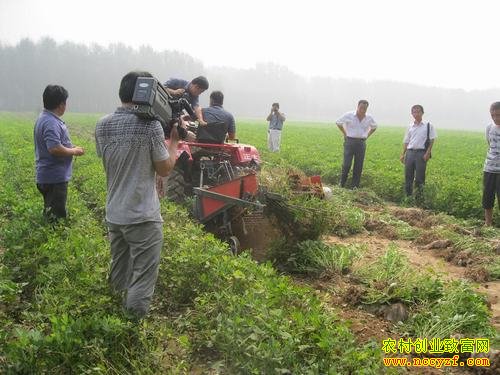 ������ֲ