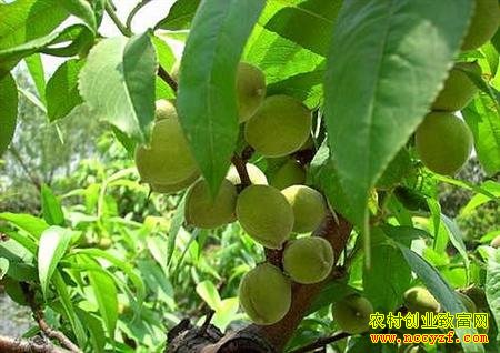 ��ֲ����