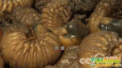 [�¸���]�����Ź������˼�е�������ζ�Ƹ�