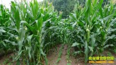 [ũ�����]���16�������༼����Ƶ