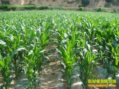 [ũ�����]֣��Ŵ928�������༼����Ƶ