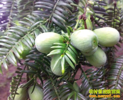 ��鼵����༼��