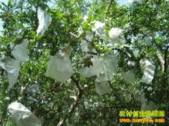 [ũ�����]ʯ���軨������״�������Ƶ